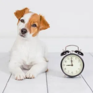 A groomer taking extra time over a dog