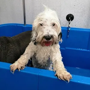 A small dog being bathed