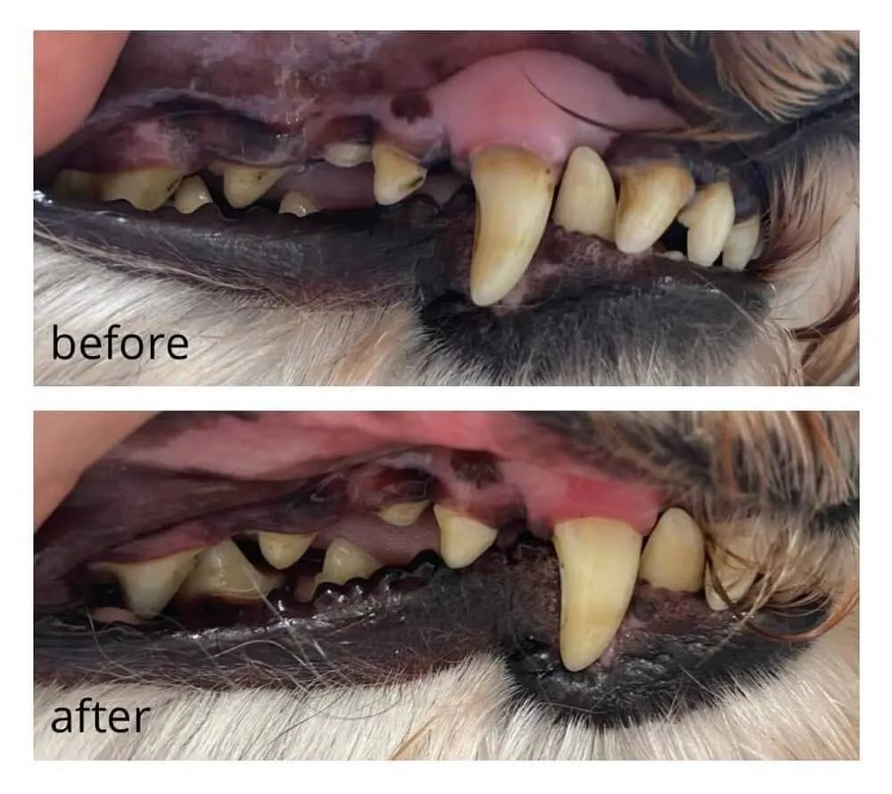 A dog's teeth before and after a course of emmi®-pet ultrasonic cleaning