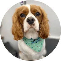 Boo, a brown and white spaniel wearing a bandana
