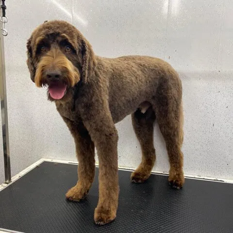 A chocolate Labradoodle standing on the grooming table after a full groom