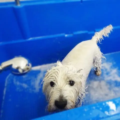 A wire-coated white terrier being bathed in the salon bath