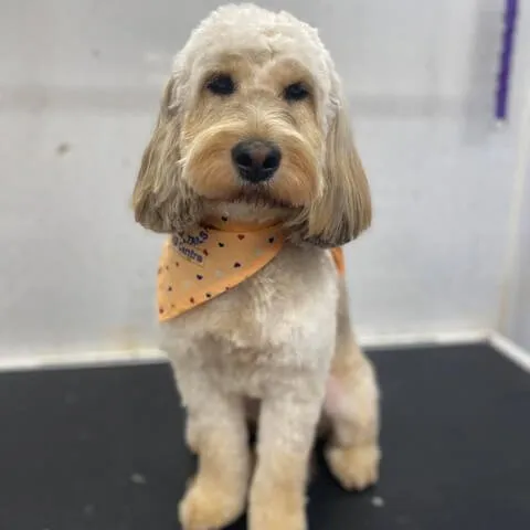 A cream Cockapoo wearing an orange bandana after its groom