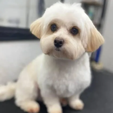 A small white dog with a soft, freshly scissored coat
