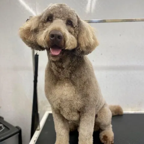 An apricot Poodle sitting on the grooming table after a full groom