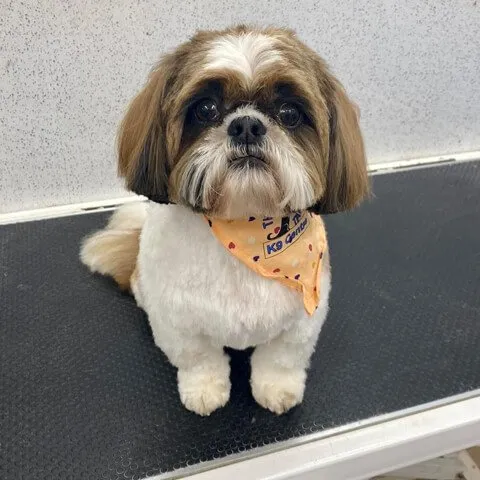 A freshly groomed Shih Tzu in an orange bandana, ready for the trip home