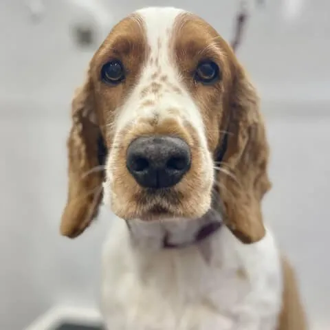 A Cocker Spaniel with long feathered ears, freshly groomed