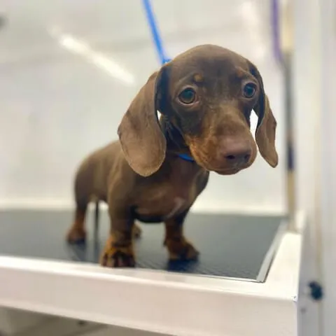 A smooth-coated Dachshund standing on the grooming table