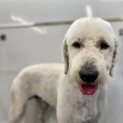 A white curly-coated Poodle after a full groom