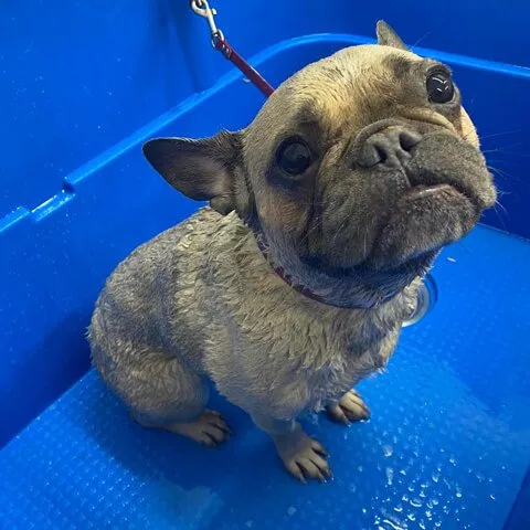 A French Bulldog enjoying a bath in the salon