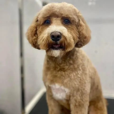 An apricot Cockapoo with a freshly scissored face