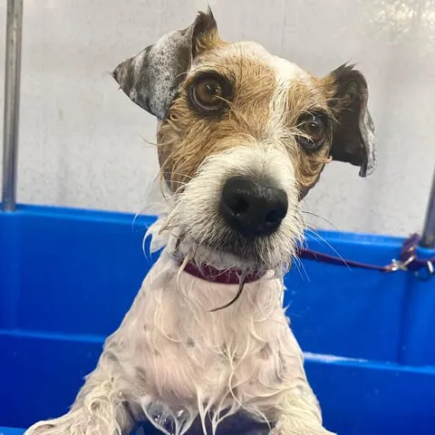 A wire-coated Jack Russell terrier being bathed