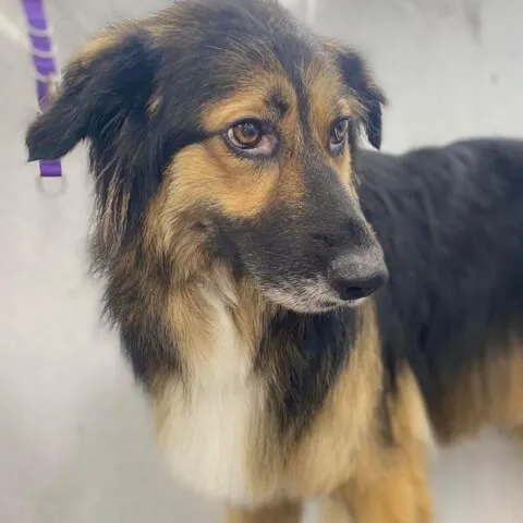 A long-coated tan and black collie after a de-shed