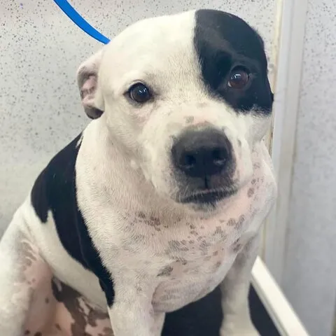 A black and white short-coated dog after a bath and brush
