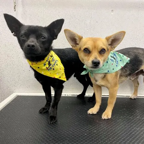 Two Chihuahuas in bandanas on the grooming table