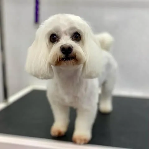 A white Bichon Frise with a rounded scissored coat