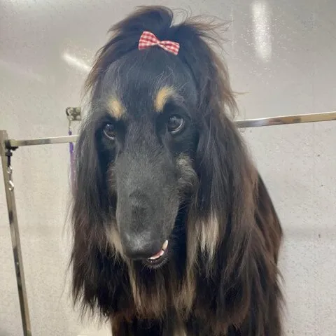 An Afghan Hound with a bow in its topknot after a full groom