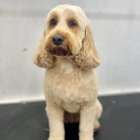 A cream Cockapoo sitting after a full groom