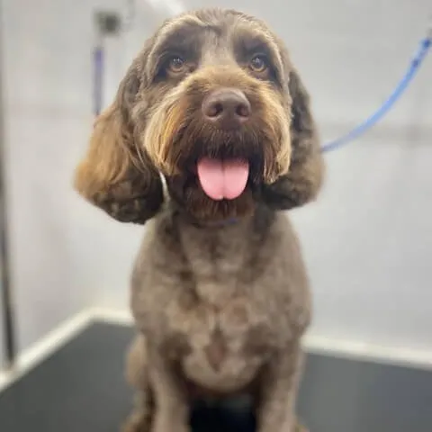 A brown Cockapoo with its tongue out after a full groom