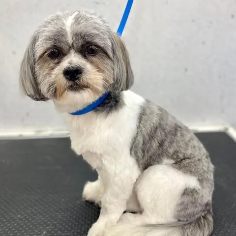 A grey and white Shih Tzu after a full groom