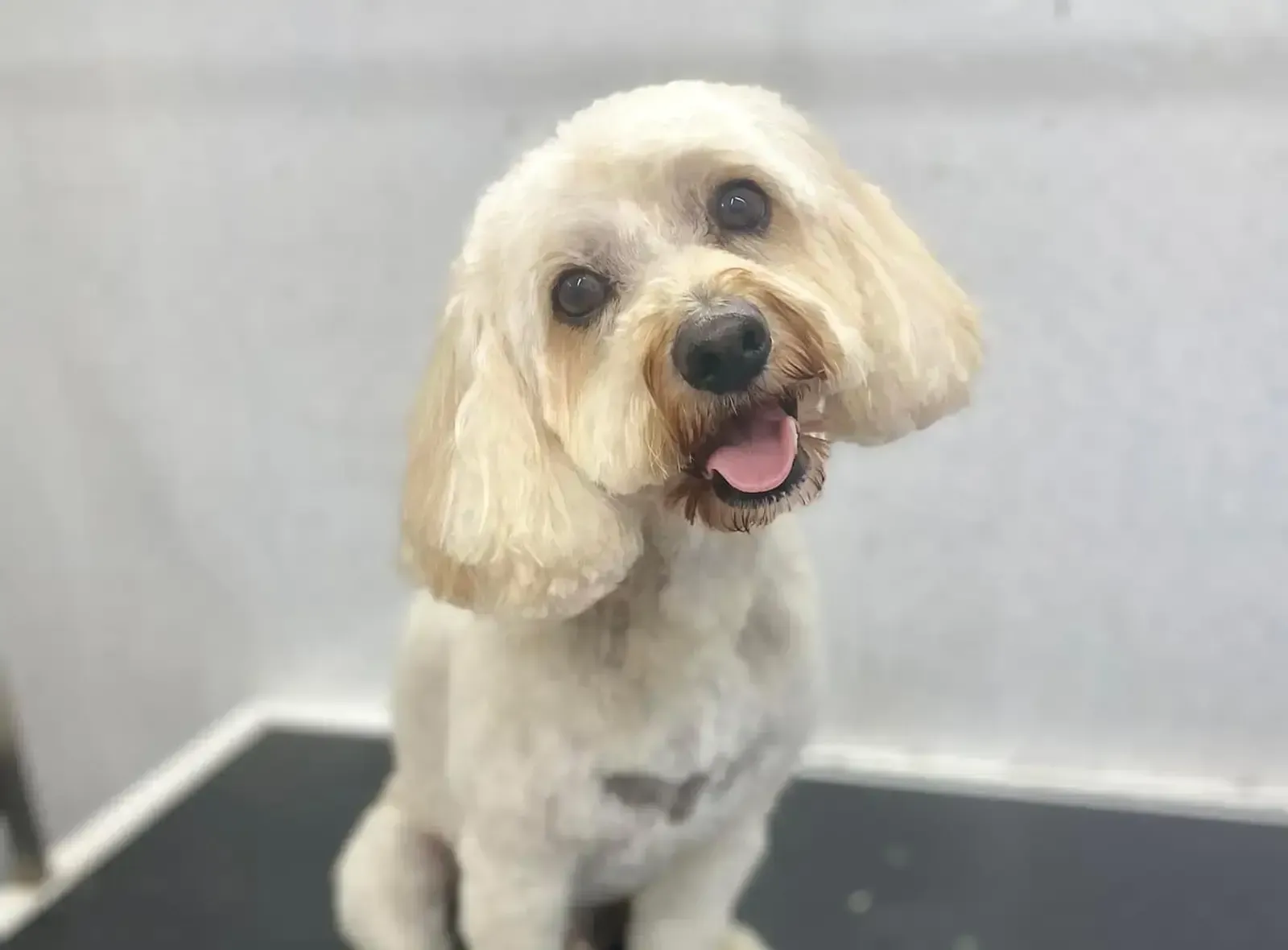 A freshly groomed white poodle-cross sitting on a grooming table with its head tilted
