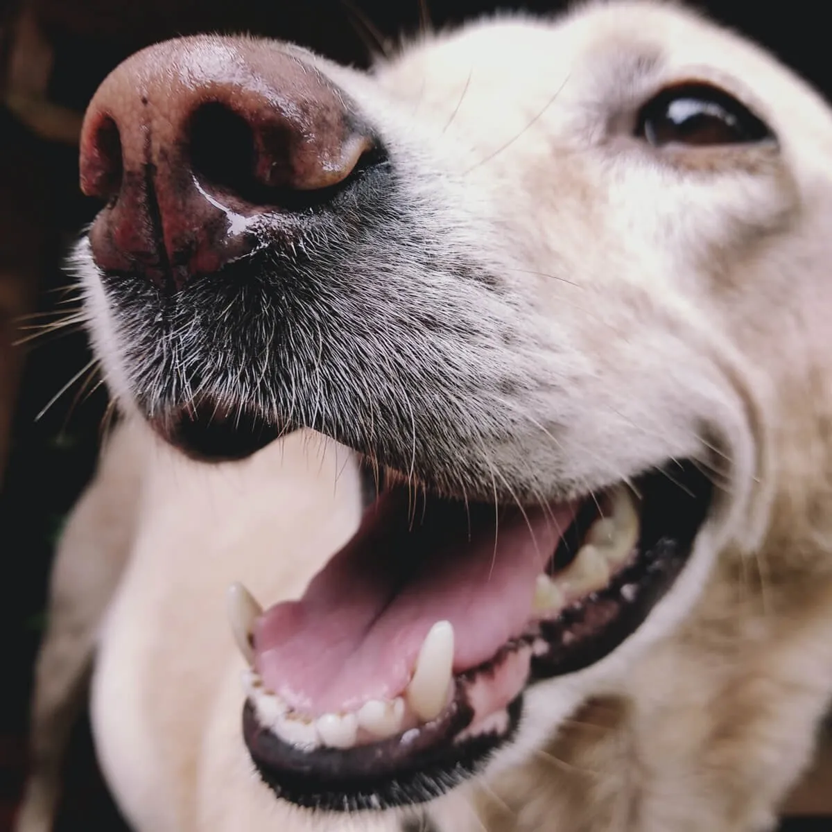 A dog having its teeth cleaned with the emmi®-pet ultrasonic brush