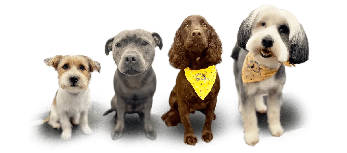 A group of freshly groomed dogs
