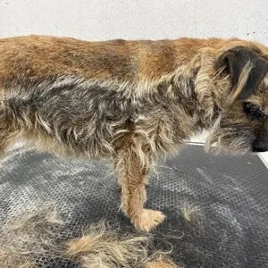 A wire-coated terrier being hand stripped