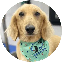 Hugo, a long-coated cream dog wearing a bandana