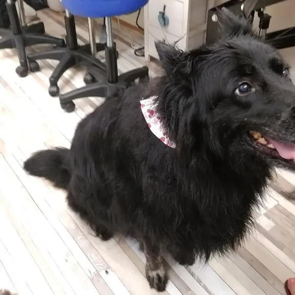A dog groomed to a Long 1 length — a full long coat, trimmed and thinned