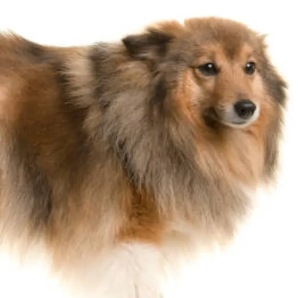 A dog groomed to a Long 2 length — a full long coat with maximum volume