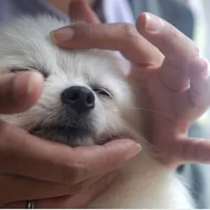 A dog having an oil massage