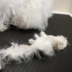 A matted coat being worked on