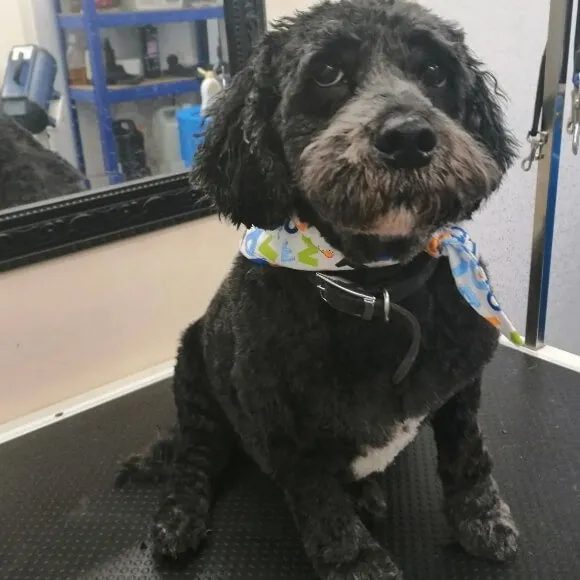 A dog groomed to a Medium 1 length — a mid-length blended coat
