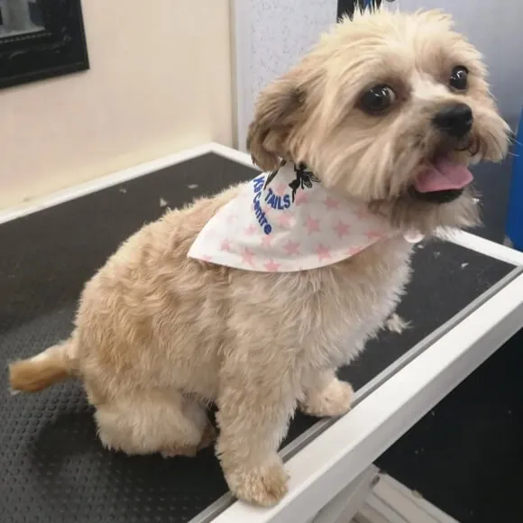 A dog groomed to a Medium 2 length — a mid-length coat with more volume