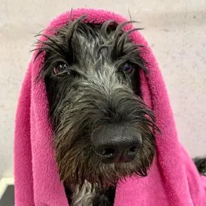 A dog enjoying a mud bath treatment