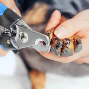 A dog's nails being clipped