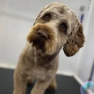 After: a Cockapoo with a shaggy apricot coat, freshly groomed