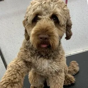 Before: a Cockapoo with a shaggy apricot coat
