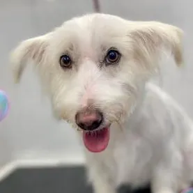 After: a wire-coated white terrier, freshly groomed