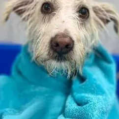 Before: a wire-coated white terrier
