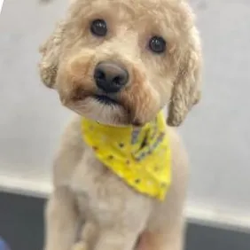 After: an apricot Poodle, freshly groomed