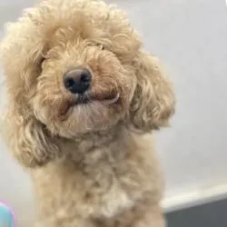Before: an apricot Poodle