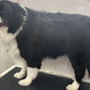 After: a long-coated black and white collie, freshly groomed