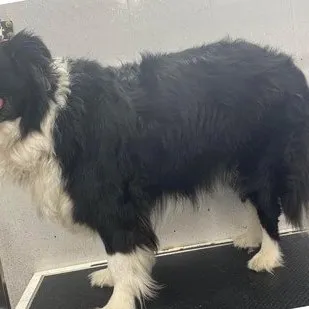 Before: a long-coated black and white collie