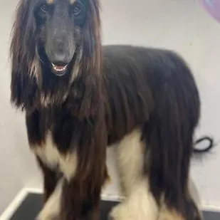 After: an Afghan Hound with a long matted coat, freshly groomed
