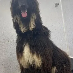 Before: an Afghan Hound with a long matted coat