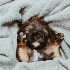 A puppy meeting the grooming salon for the first time