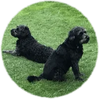 Two black curly-coated dogs sitting on the grass