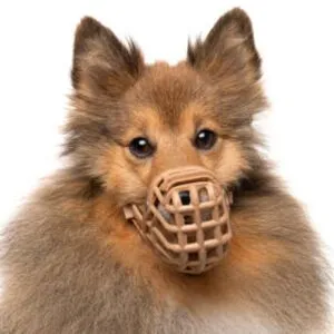 A groomer carefully handling a nervous dog